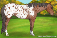 Horse Color:Bay Appaloosa 