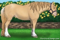 Horse Color:White Spotted Gold Champagne