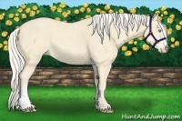 Horse Color:Cremello 
