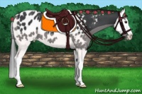 Horse Color:Black Splash Near Leopard 