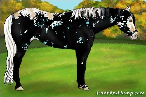 Horse Color:Silver Buckskin Dun Sabino