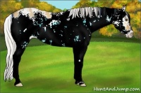 Horse Color:Silver Buckskin Dun Sabino