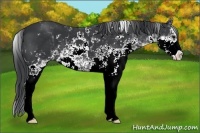 Horse Color:Black Sabino
