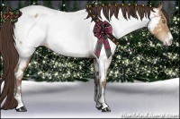 Horse Color:Amber Champagne Sabino Appaloosa 