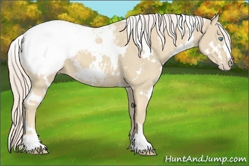 Horse Color:White Spotted Cremello Sabino Appaloosa 