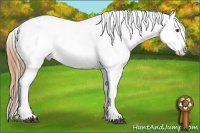 Horse Color:White Spotted Chestnut Appaloosa 