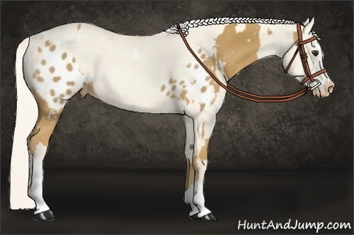 Horse Color:Palomino Appaloosa  and Cremello Dun Sabino 