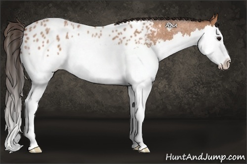 Horse Color:Bay Roan Splash Appaloosa 