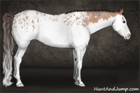 Horse Color:Bay Roan Splash Appaloosa 