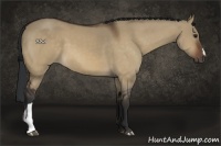 Horse Color:Brown Dun 
