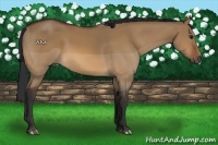 Horse Color:Brown Dun 
