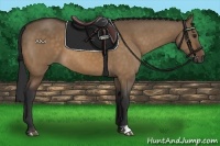 Horse Color:Brown Dun