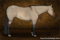 Horse Color:Gray Brown Dun 
