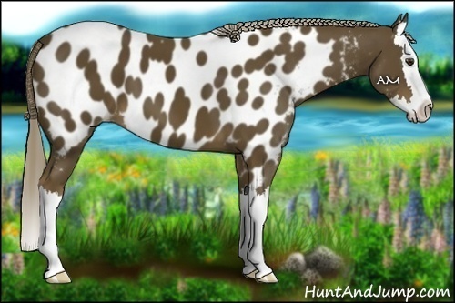 Horse Color:Chocolate Palomino Sabino Splash Appaloosa 