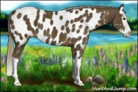 Horse Color:Chocolate Palomino Sabino Splash Appaloosa 