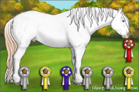 Horse Color:Buckskin Pearl Appaloosa