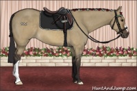 Horse Color:Buckskin Dun 