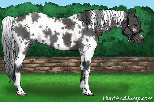 Horse Color:White Spotted Black 