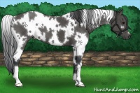 Horse Color:White Spotted Black