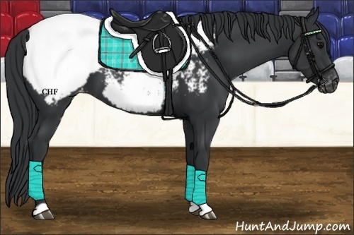 Horse Color:Black Appaloosa 