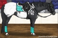 Horse Color:Black Appaloosa