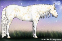 Horse Color:Silver Classic Cream Champagne Roan Splash Tobiano Frame Appaloosa Rabicano