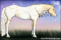 Horse Color:Silver Classic Cream Champagne Roan Splash Tobiano Frame Appaloosa Rabicano 