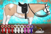 Horse Color:Silver Amber Champagne Splash Appaloosa 