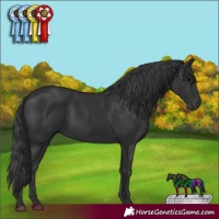 Horse Color:Black 