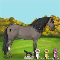 Horse Color:Grullo 