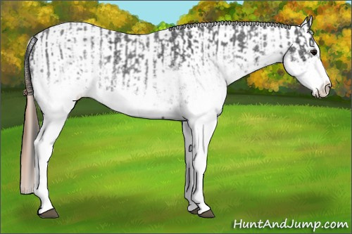 Horse Color:White Spotted Blue Roan Rabicano  and White Spotted Blue Roan Appaloosa Rabicano 