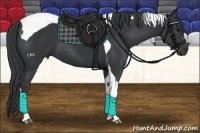 Horse Color:Black Tobiano 