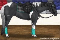 Horse Color:Black Tobiano 