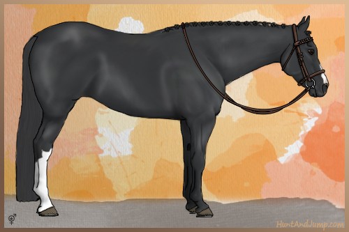 Horse Color:Black 