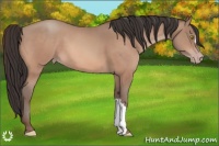 Horse Color:Amber Champagne 