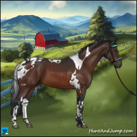 Horse Color:Bay Tobiano 