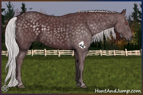 Horse Color:Chocolate Silver Black Chinchilla 