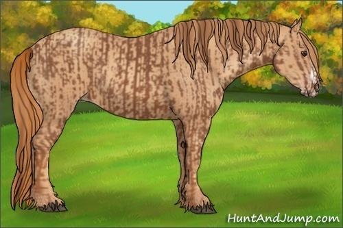Horse Color:Chestnut and Gold Champagne