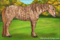 Horse Color:Chestnut and Gold Champagne
