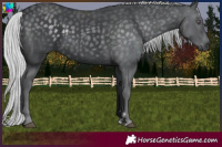 Horse Color:Silver Black Chinchilla 