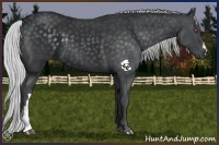 Horse Color:Silver Black Chinchilla 