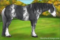 Horse Color:White Spotted Black 