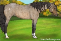 Horse Color:Buckskin Roan 