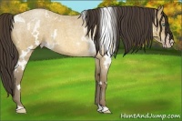 Horse Color:White Spotted Sable Cream Champagne Roan Rabicano