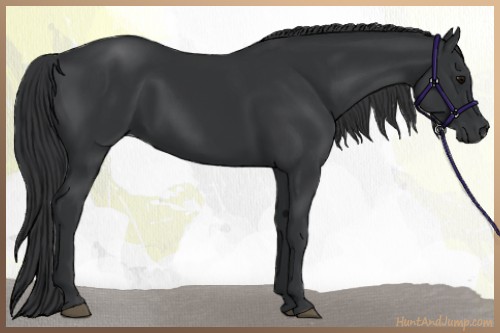 Horse Color:Black 