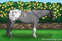 Horse Color:Blue Roan Splash Tobiano Appaloosa  and Blue Roan Tobiano Appaloosa 