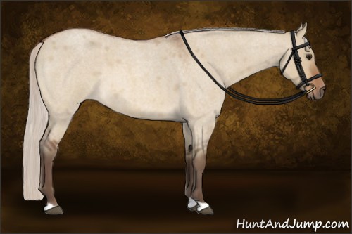 Horse Color:Silver Bay Roan Dun 