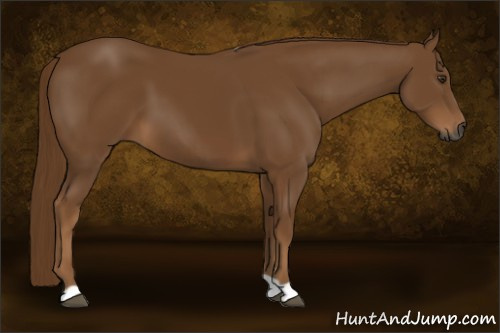 Horse Color:Gray Chestnut 