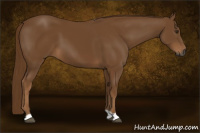 Horse Color:Gray Chestnut 