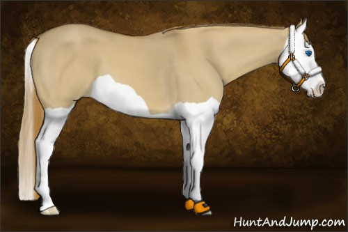 Horse Color:Red Dun Splash 